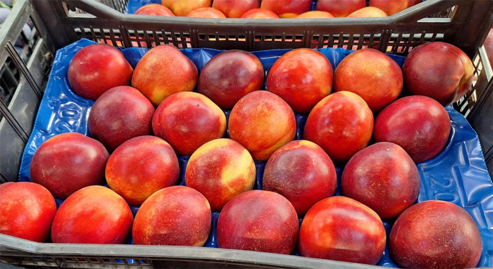 Nettarine cal. 22 - Romagna - 1,90-2 euro al chilogrammo